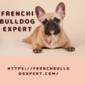 french bulldog Expert.