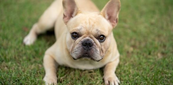 Are French Bulldog Tails Docked