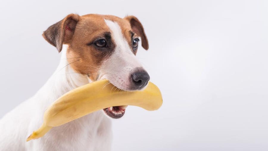 Can French Bulldogs Eat Bananas