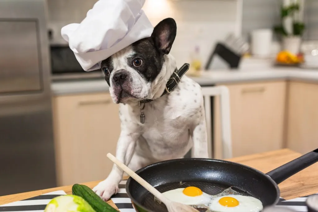 Can French Bulldogs Eat Eggs