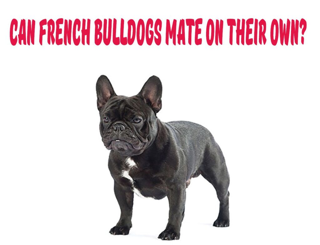 Can French Bulldogs Mate Breed Naturally