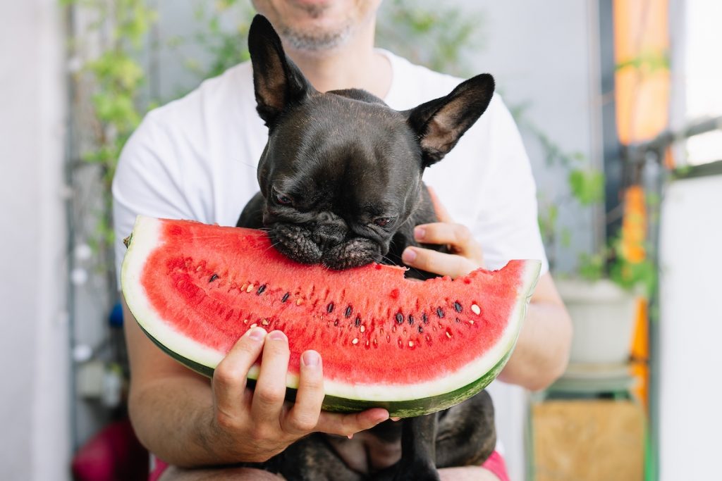 Can Frenchies Eat Watermelon