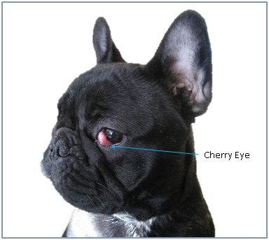 Early Stage Cherry Eye French Bulldog Puppy