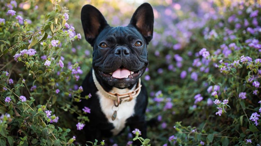 French Bulldog Eye Problems What Do You Need to Know