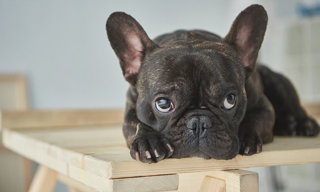 French Bulldog Head Tremors