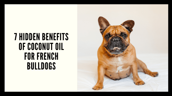 French Bulldog Hot Spots