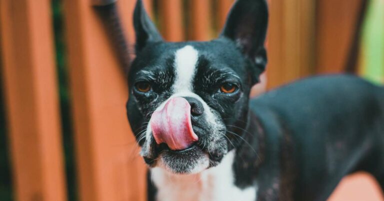 French Bulldog Paw Licking Behavior