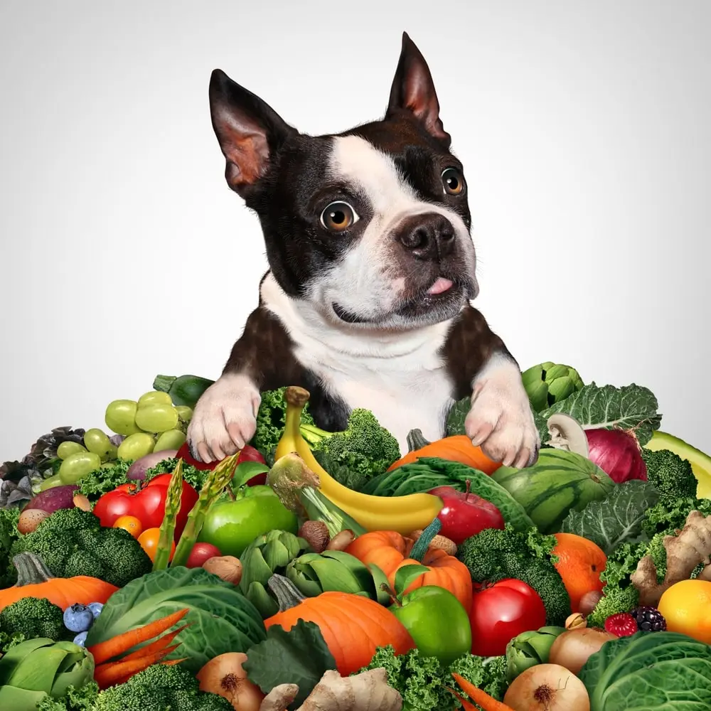 French Bulldog Raw Diet