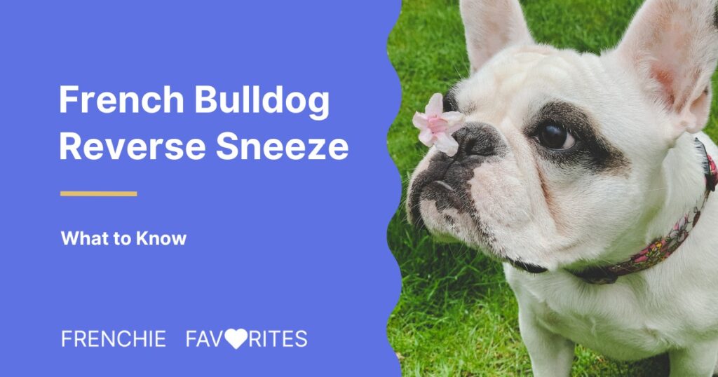French Bulldog Reverse Sneezing