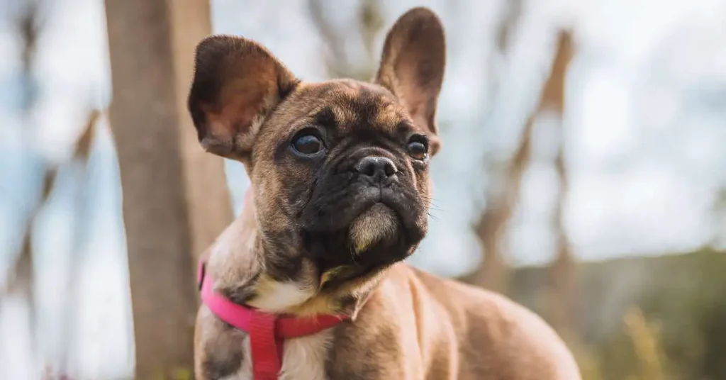 French Bulldog Shedding Solution