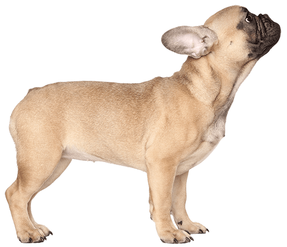 French Bulldog Tail