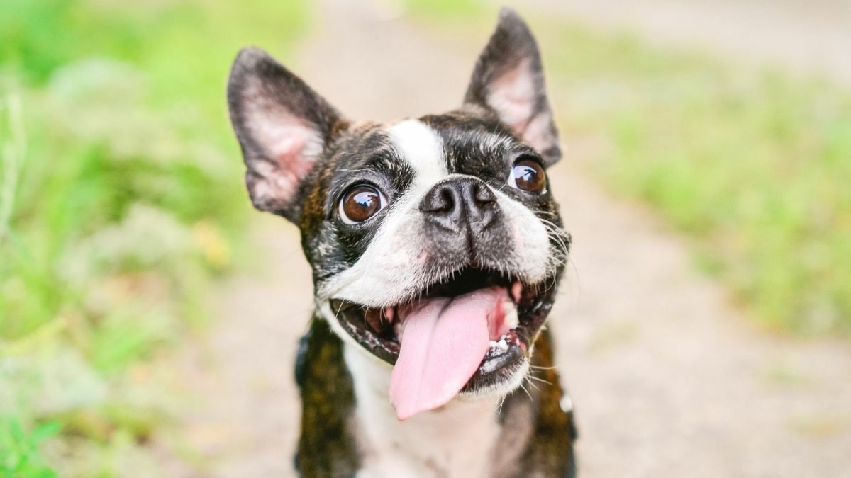 French Bulldog Tails Born Docked