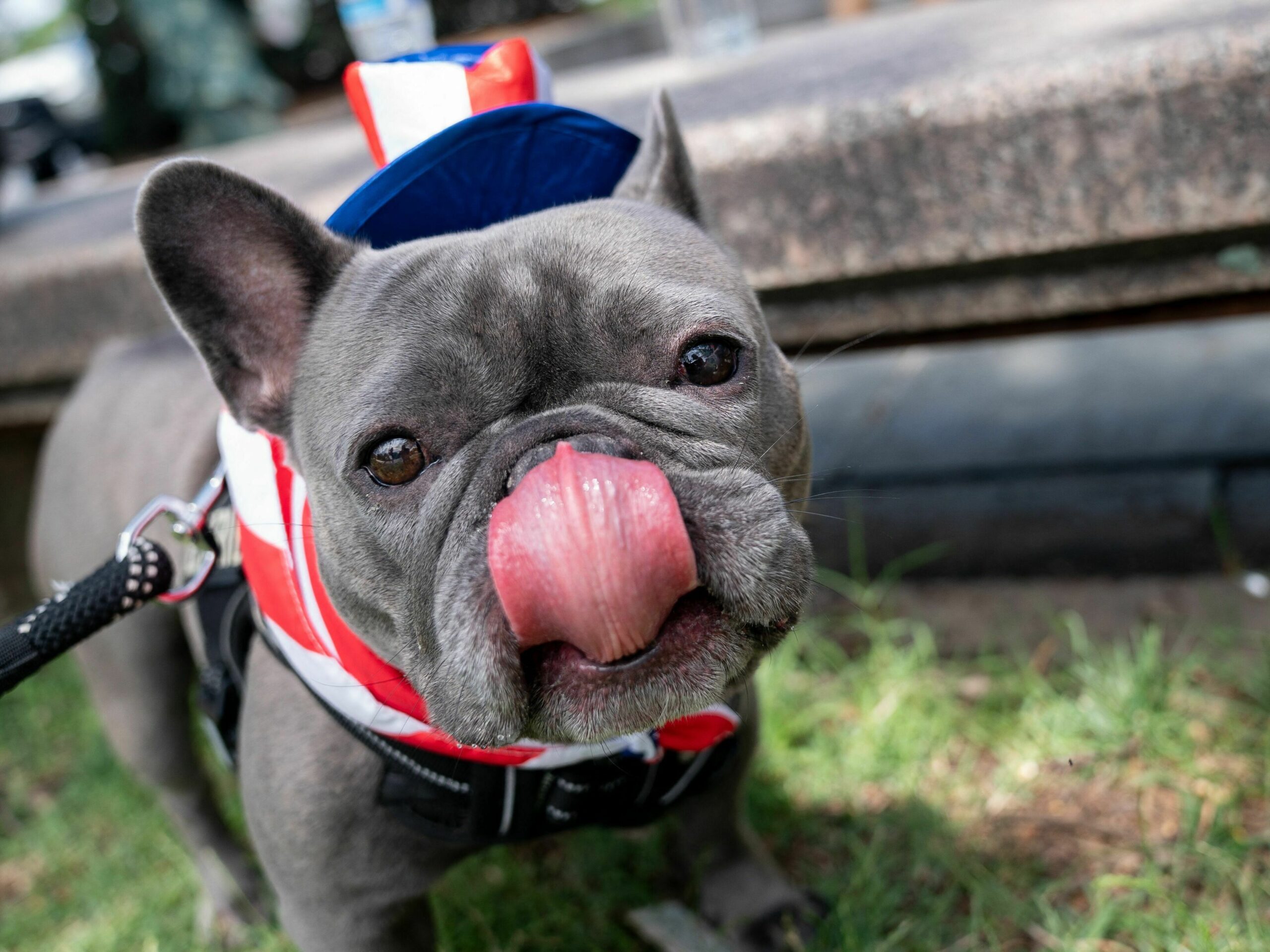 French Bulldog Throwing Up