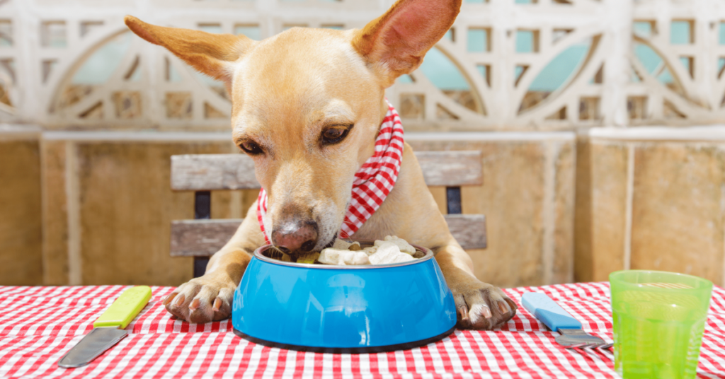 French Bulldogs Eat Peanuts