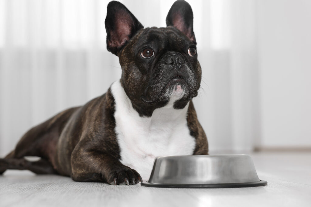 French Bulldogs Feeding Schedule