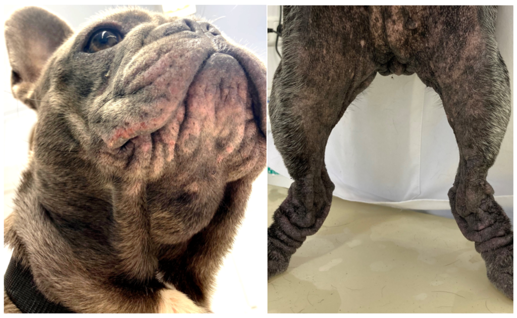 How Do You Treat French Bulldog Skin Fold Dermatitis