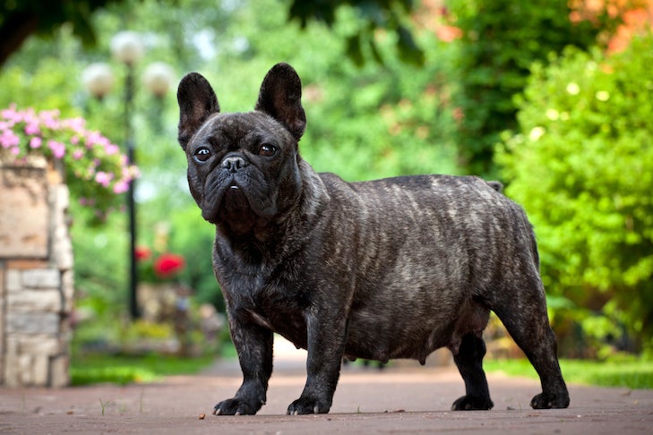 How Many Puppies French Bulldogs Litter