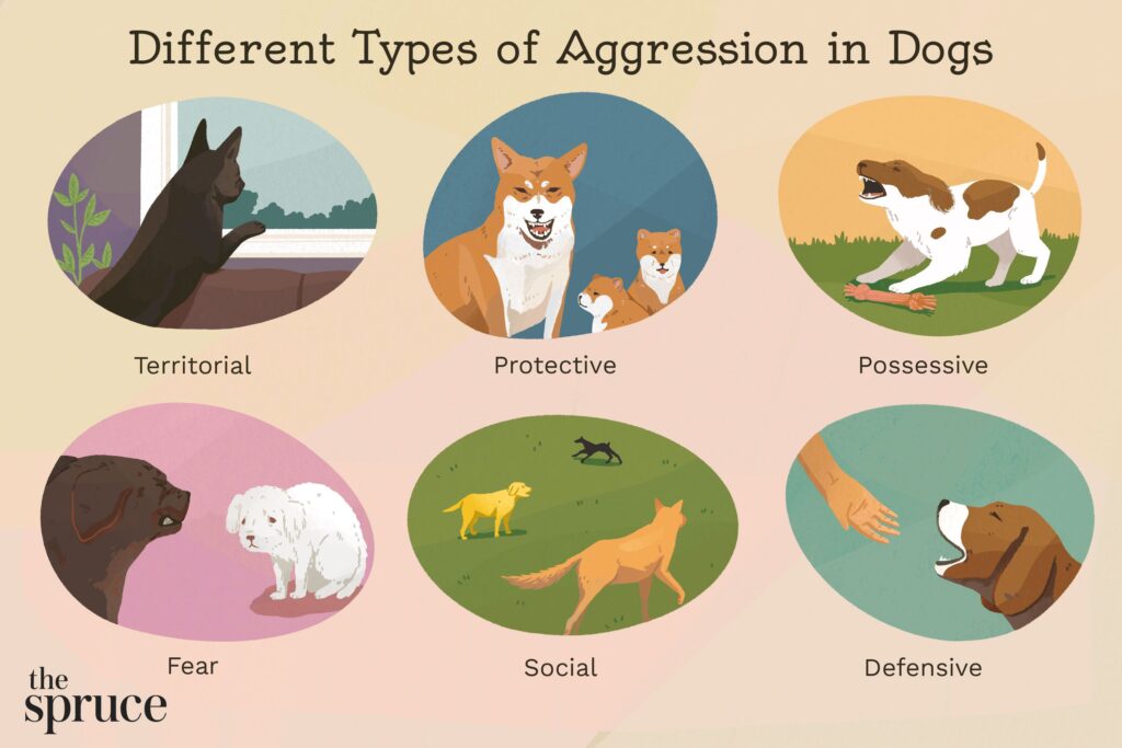 How to Eliminate Frenchie Aggression