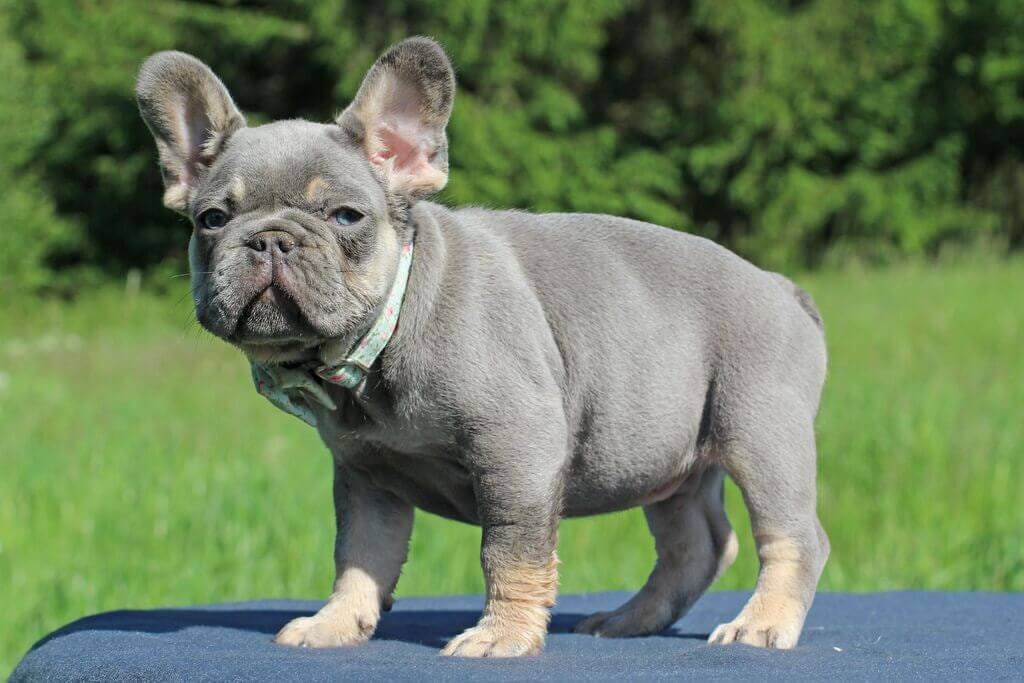 Rare Colors in French Bulldogs