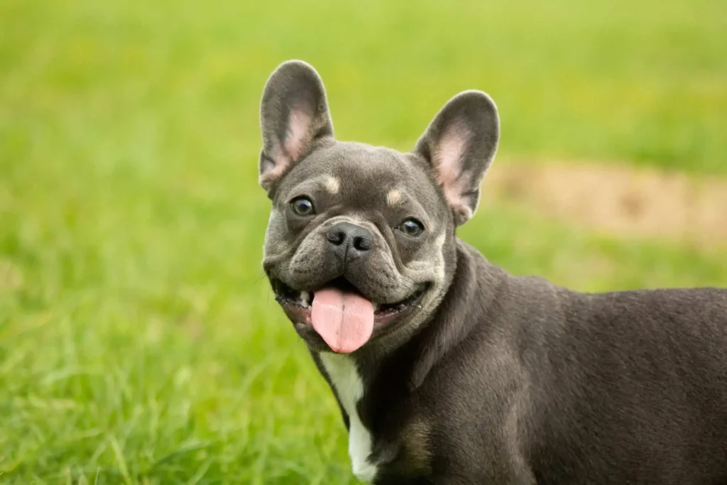 What are the Best Veggies for French Bulldogs