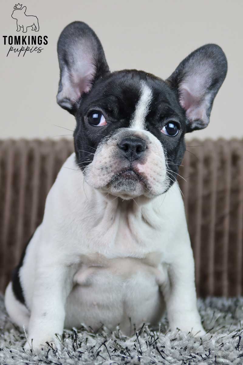 Black And White French Bulldog