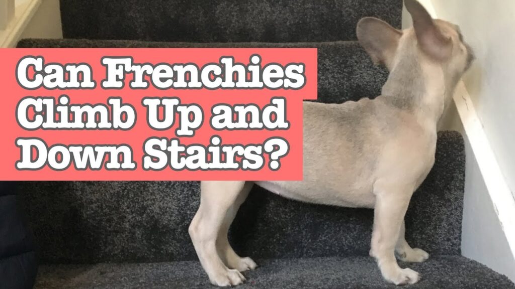 Can French Bulldogs Go Up And down Stairs