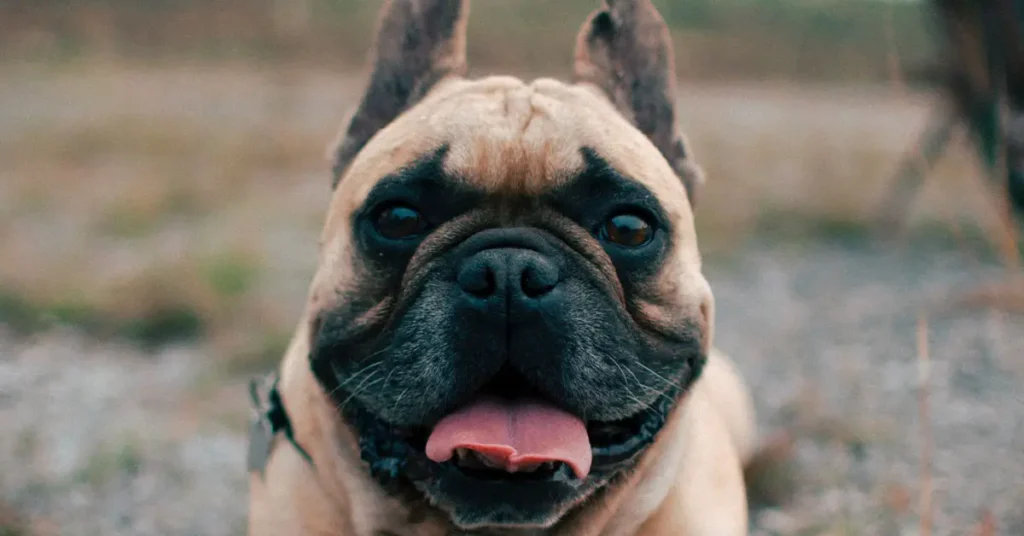 Do French Bulldogs Bark at Strangers