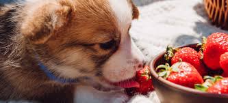 Can French Bulldogs eat strawberries