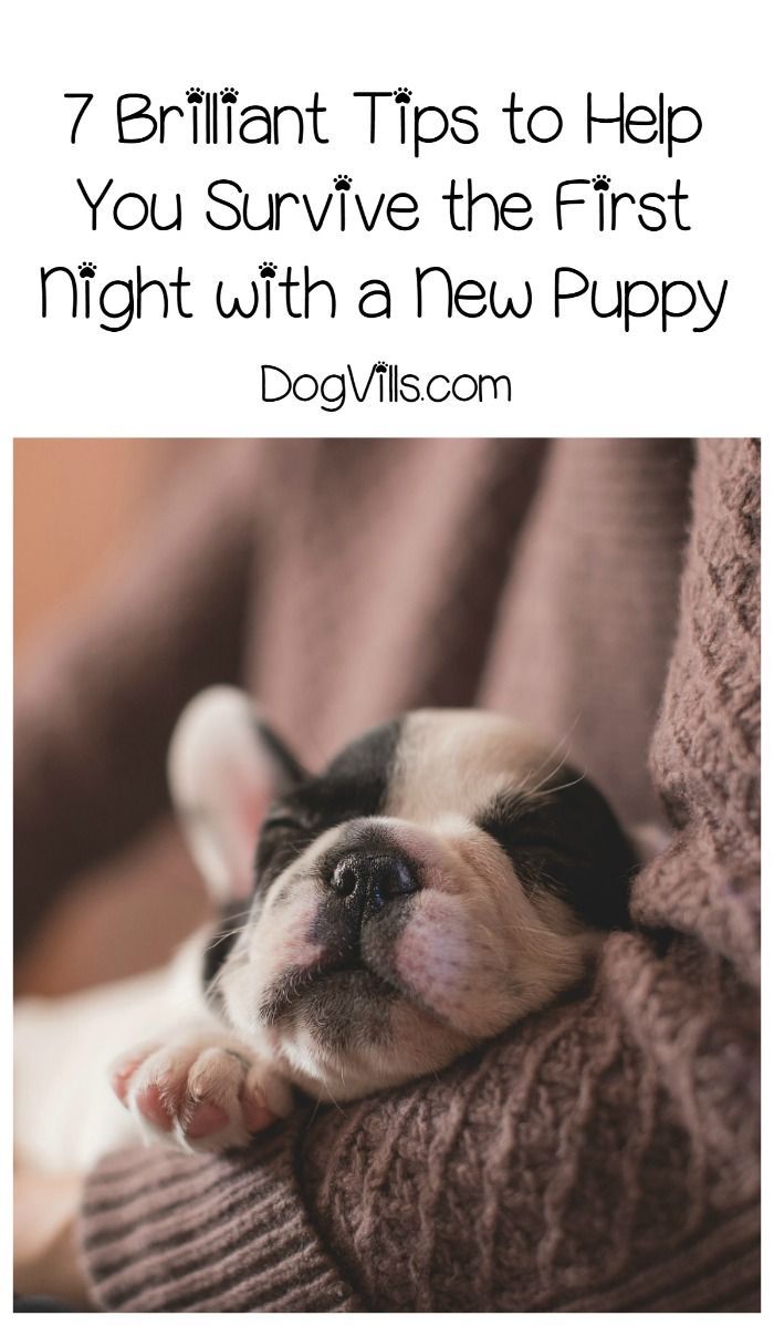 First Night With a French Bulldog Puppy