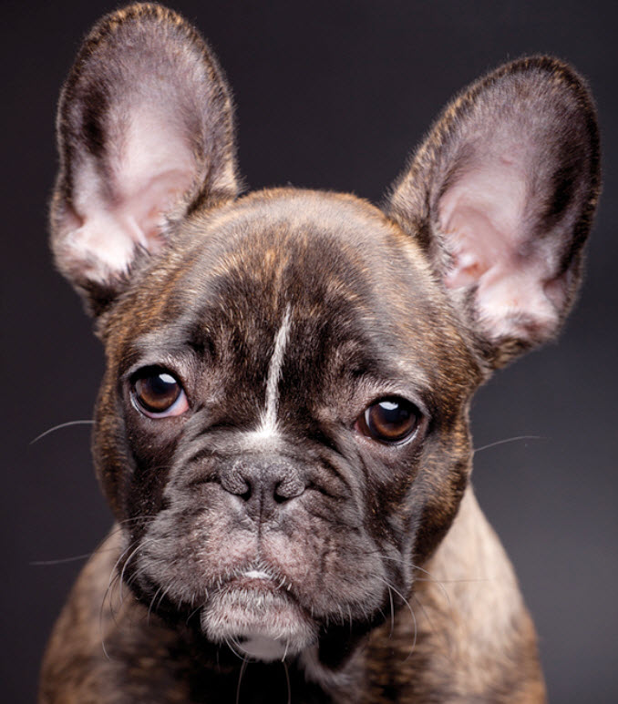 French Bulldog Losing Hair behind Ears