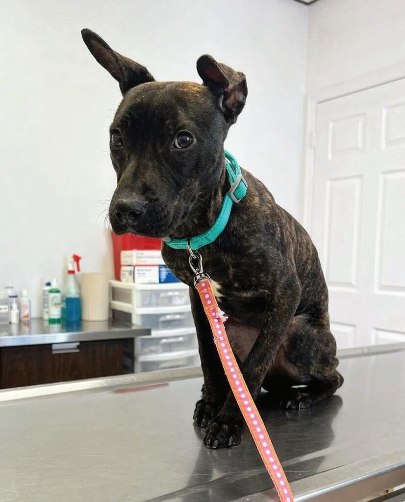 French Bulldog Pitbull Mix