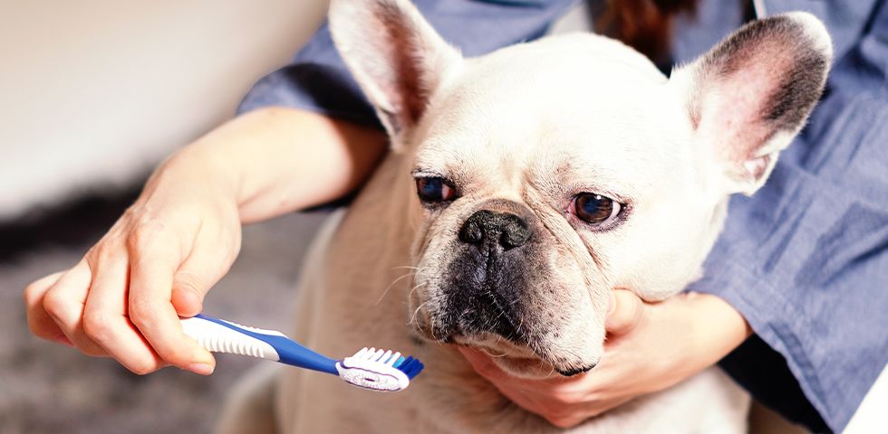 French Bulldog Teeth Problems What You Need to Know