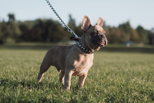 How to Bulk Up My French Bulldog