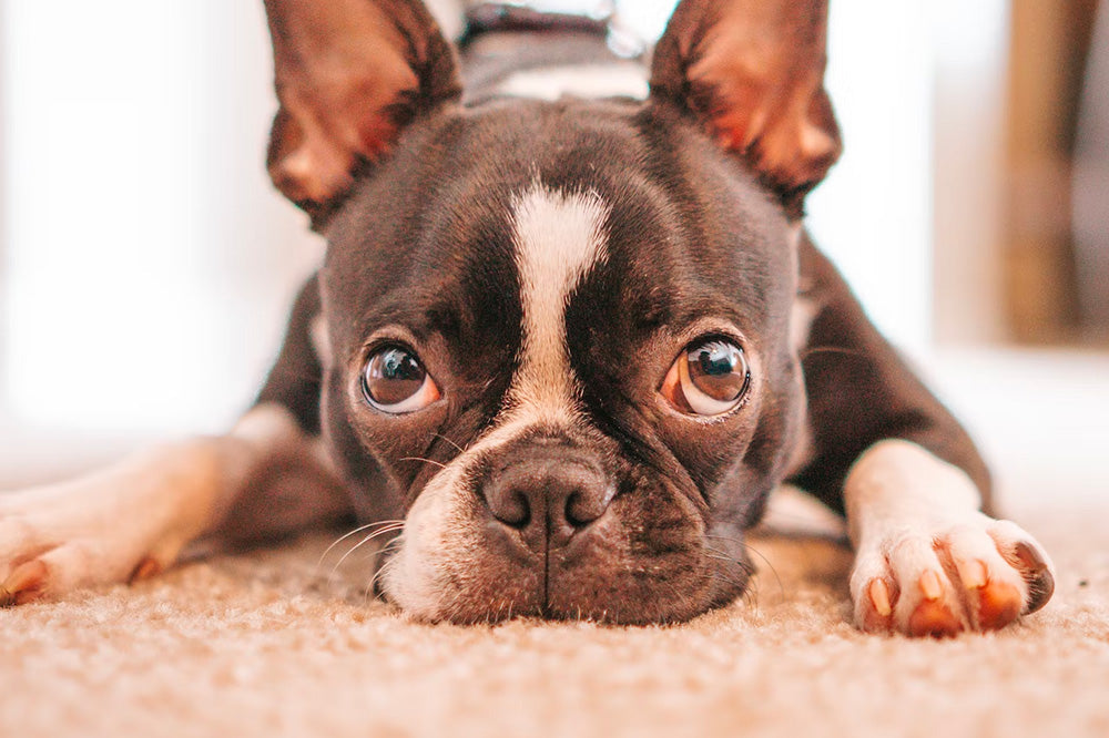 How to Clean Tear Stains on a French Bulldog