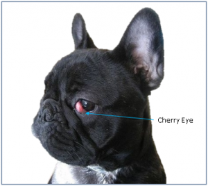 How-To-Fix-French-Bulldog-Cherry-Eye