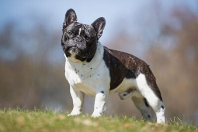 How to Register a Blue French Bulldog With the Akc