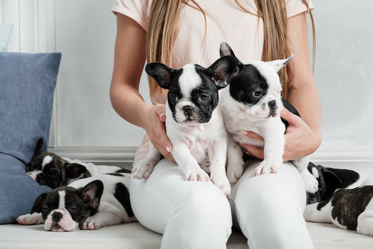 How to Take Care of Newborn French Bulldog Puppies