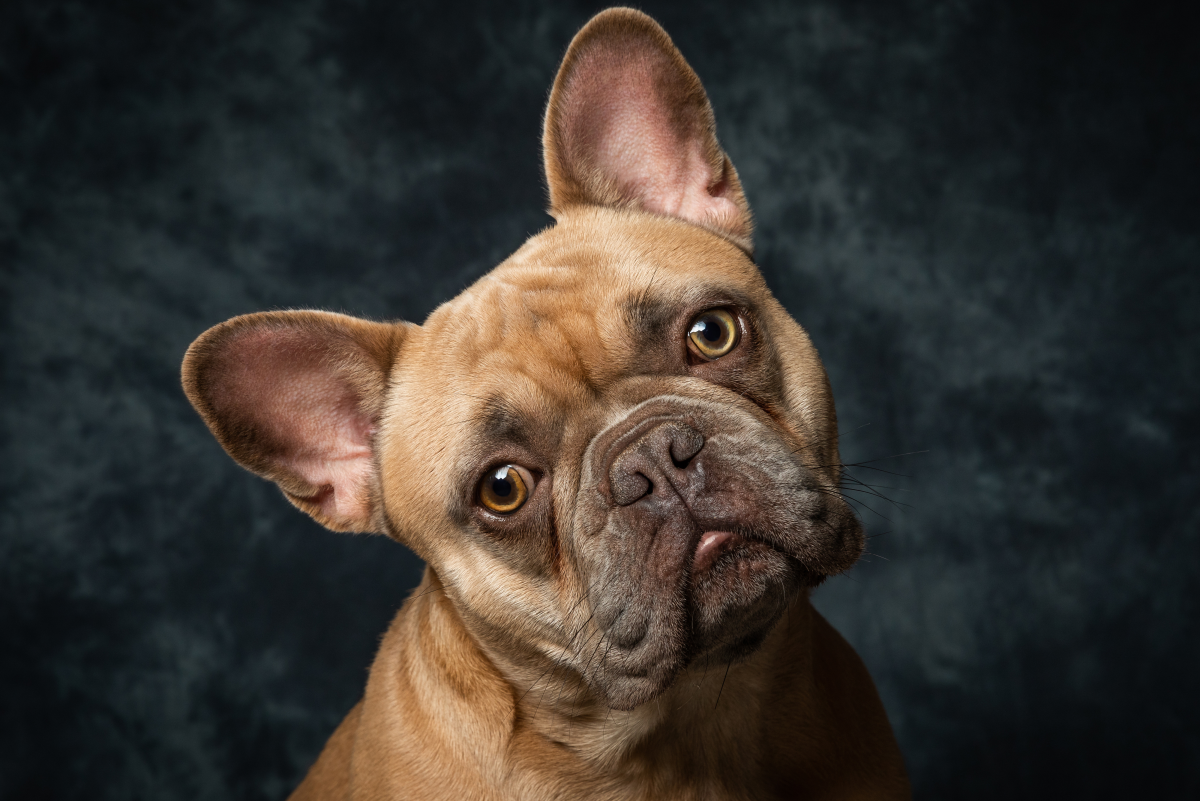 What-Are-The-Reasons-For-Your-French-Bulldog-Growling/