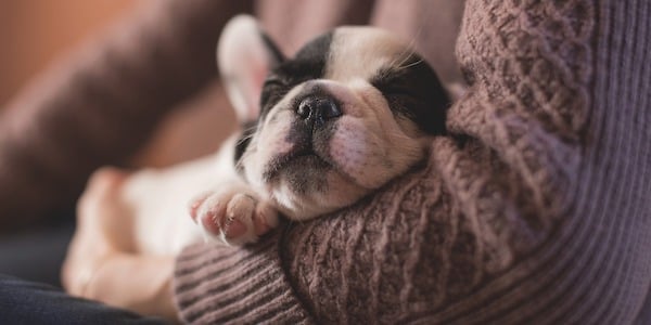 When Do French Bulldogs Sleep Through the Night