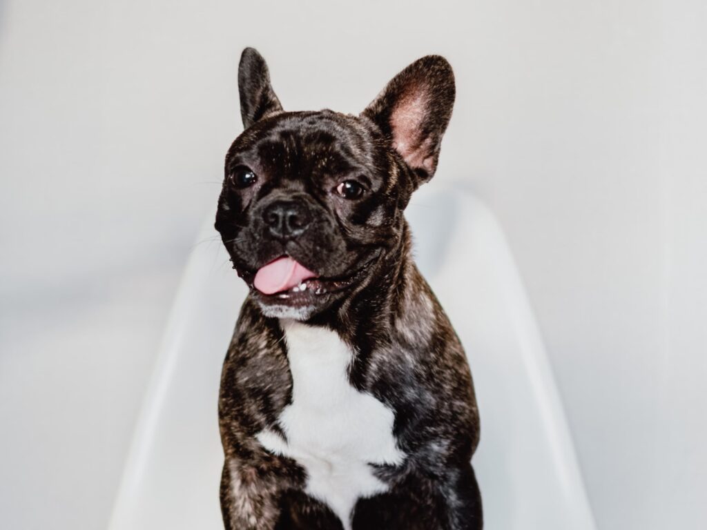 Your Guide to Treating French Bulldog Bumps under Fur
