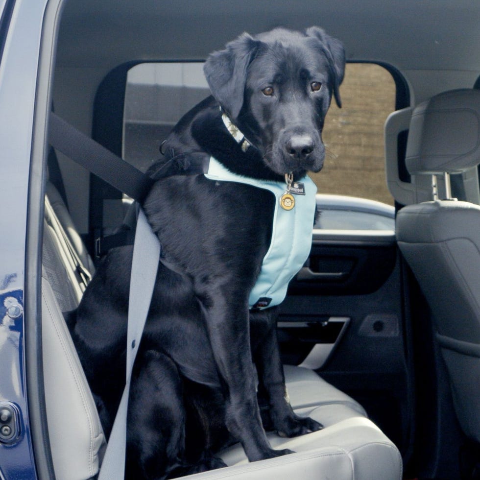 Best Dog Car Seat Belts for Large Dogs: Top 5 Choices Reviewed