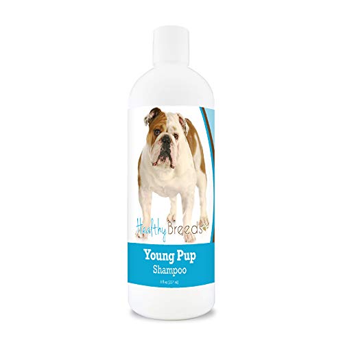 Best Shampoo for Bulldogs