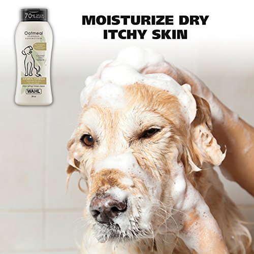 Best Shampoo For French Bulldog